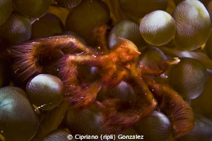 Orangutang crab by Cipriano (ripli) Gonzalez 